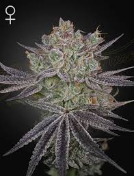 Papaya Sour Spritz (Greenhouse Seed Co.) feminisiert Cannabis Samen von Greenhouse Seed Co.