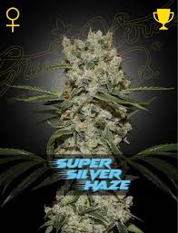 Super Silver Haze (Greenhouse Seed Co.) feminisiert Cannabis Samen von Greenhouse Seed Co.