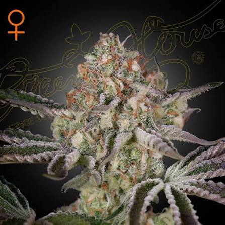 Great White Shark (Greenhouse Seed Co.) feminisiert Cannabis Samen von Greenhouse Seed Co.