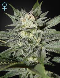 King's Kush CBD (Greenhouse Seed Co.) feminisiert Cannabis Samen von Greenhouse Seed Co.