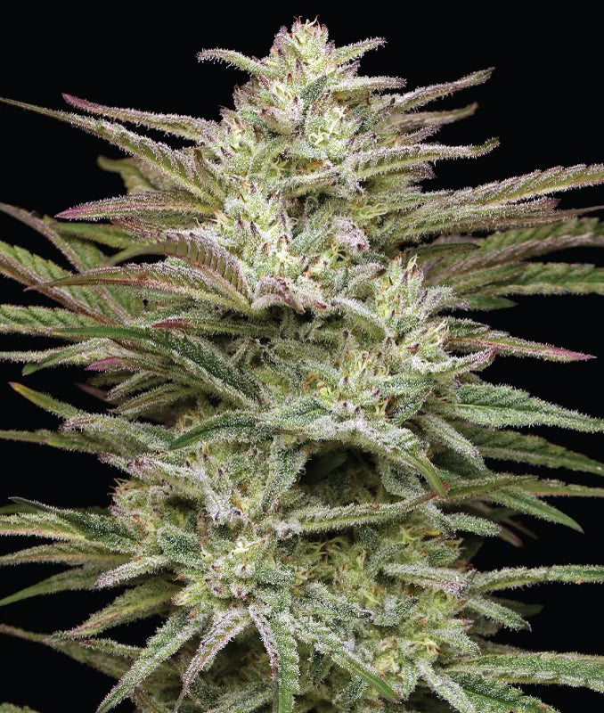 Jelly Donutz Auto (Humboldt Seed Company)