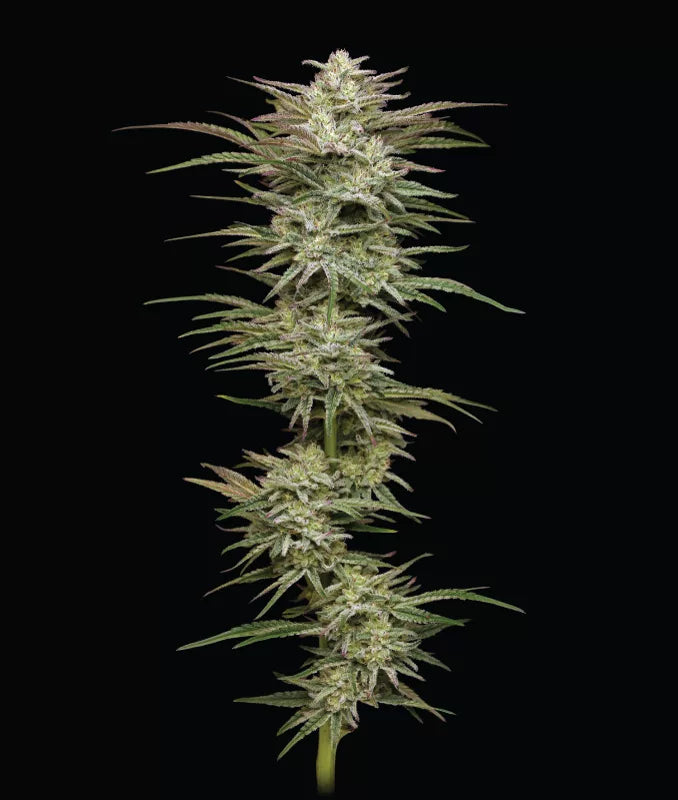 Jelly Donutz Auto (Humboldt Seed Company)