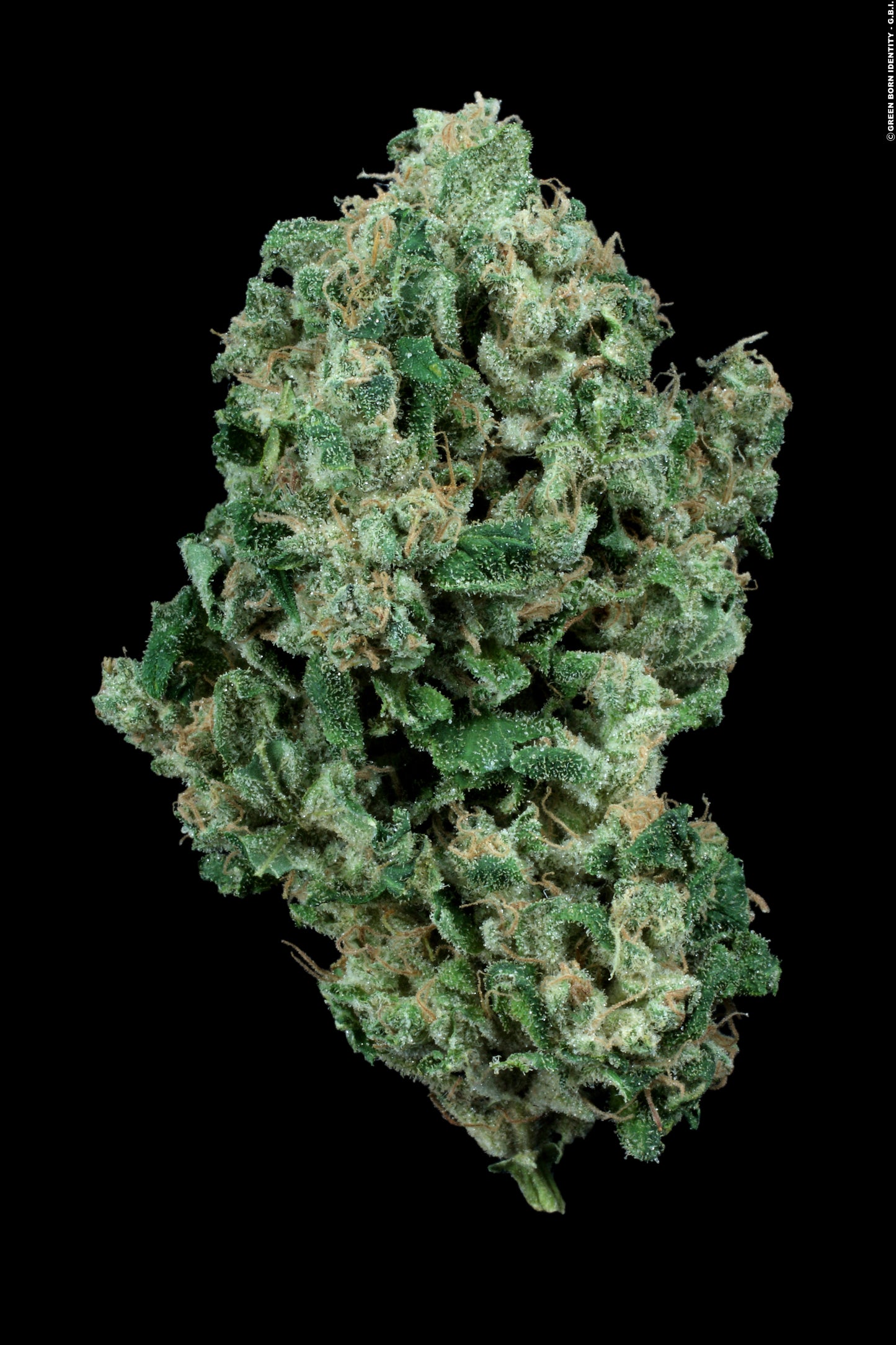 Kandy Kush (DNA Genetics) feminisiert Cannabis Samen von DNA Genetics