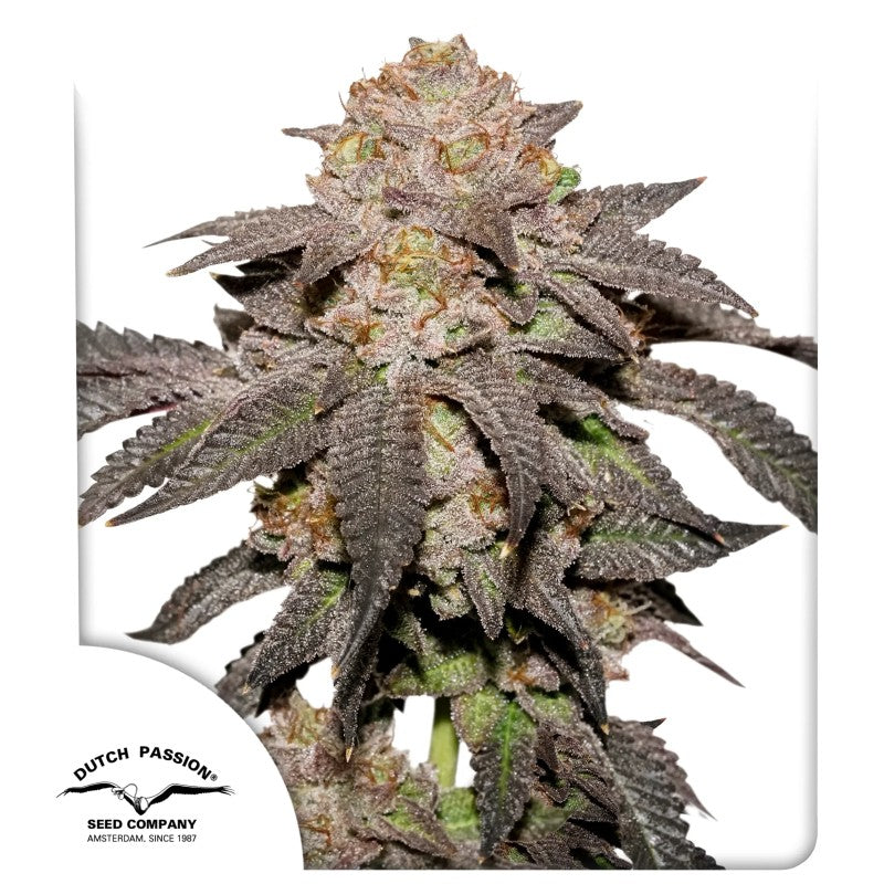Kingston Punch (Dutch Passion) feminisiert Cannabis Samen von Dutch Passion