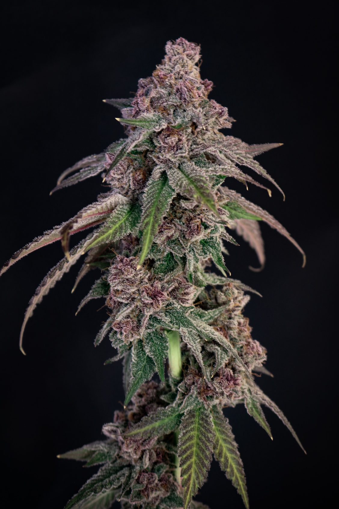 Louisiana Pine (Lovin In Her Eyes) feminisiert