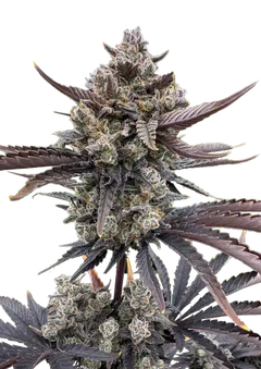 Banana Purple Punch Auto RF3 (FastBuds) Cannabis Samen von Fastbuds
