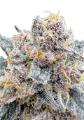 Cherry Cola Auto RF3 (FastBuds) Cannabis Samen von Fastbuds