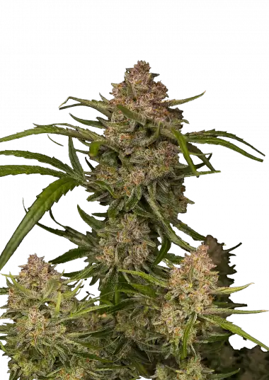 Guava Auto (Fast Buds)