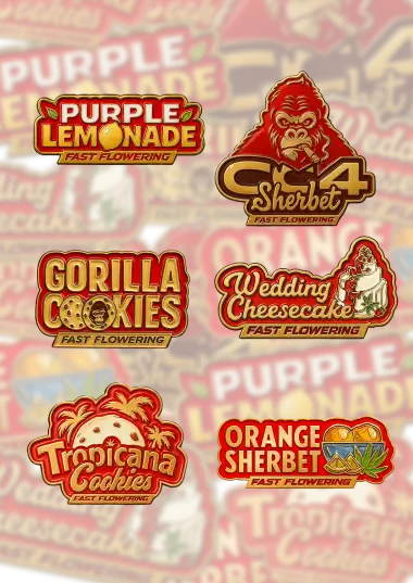 Mix Pack FF (FastBuds) feminisiert