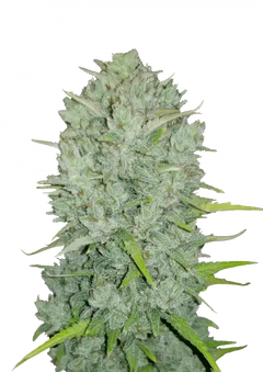 Original Northern Lights Auto (Fast Buds) Cannabis Samen von Fastbuds