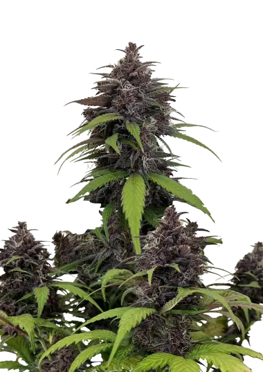 Purple Haze Auto (FastBuds)