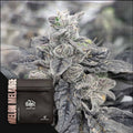 Melon Melange (Doja) Regulär Cannabis Samen von Doja Exclusive