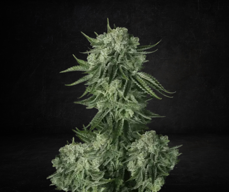 Moby Dick Auto (Fast Buds)