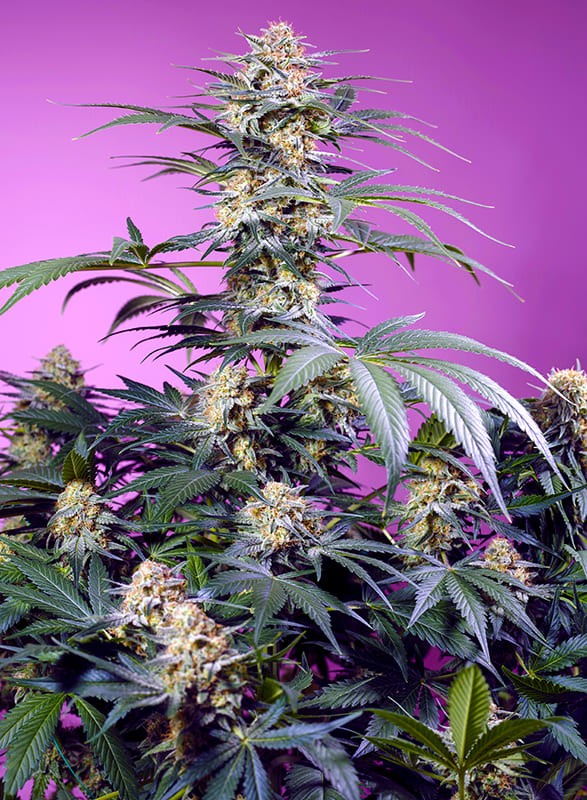 Monster Maker (Sweet Seeds) feminisiert Cannabis Samen von Sweet Seeds