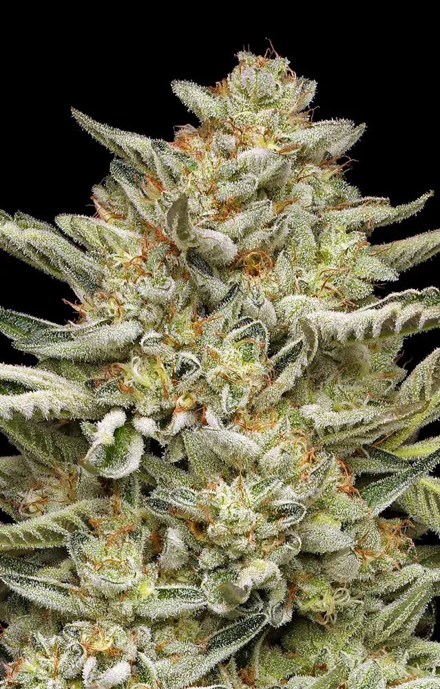 OG Triploid Auto (Humboldt Seed Company)