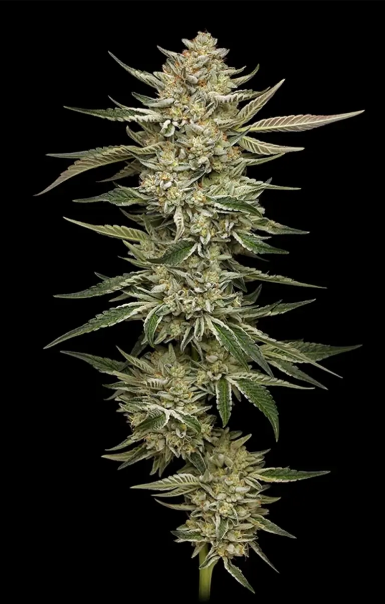 OG Triploid Auto (Humboldt Seed Company)