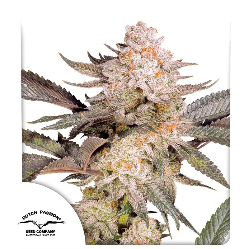 Orange Bud 2.0 (Dutch Passion) feminisiert Cannabis Samen von Dutch Passion