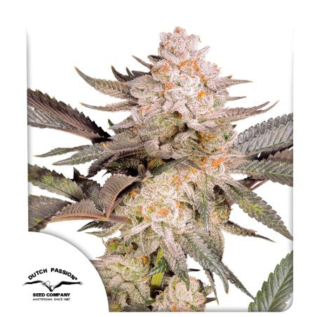 Orange Hill Special (Dutch Passion) feminisiert Cannabis Samen von Dutch Passion