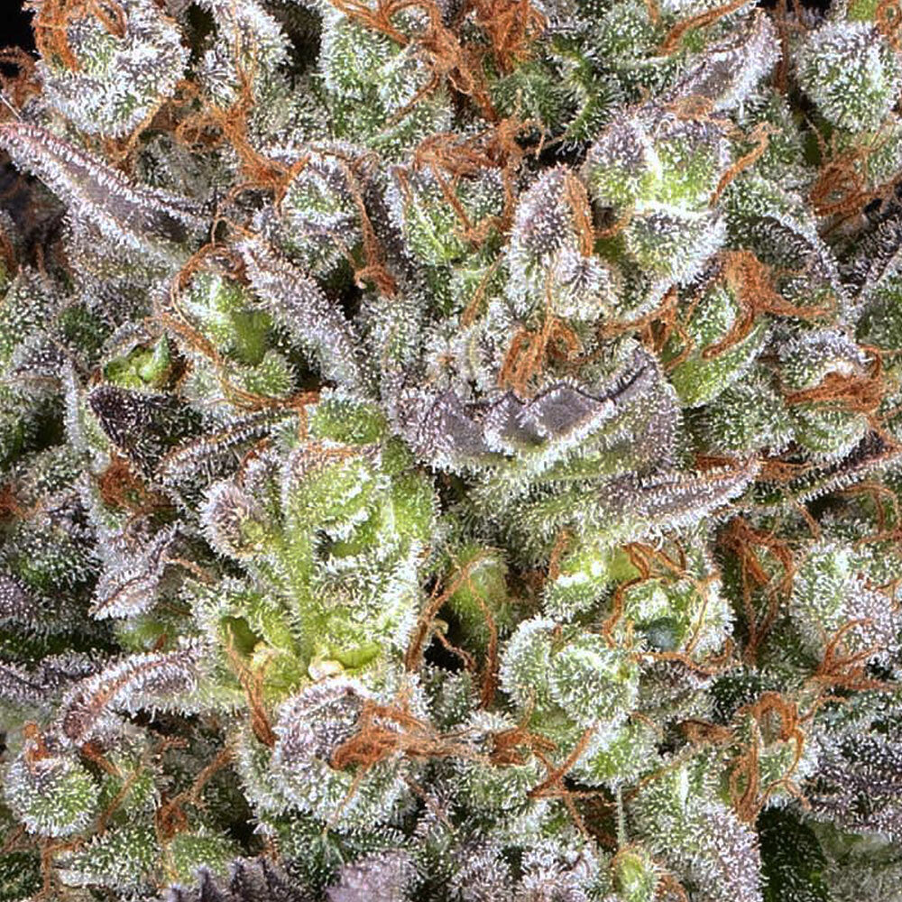 Papaya Frosting (Barneys Farm x DOJA Exclusive) feminisiert