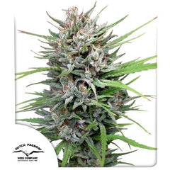 Passion #1 (Dutch Passion) feminisiert Cannabis Samen von Dutch Passion
