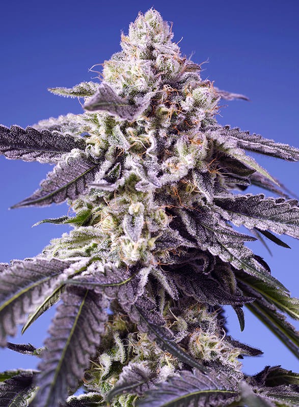 Permanent Jealousy XL Auto (Sweet Seeds)