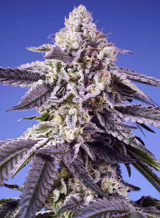 Permanent Jealousy XL Auto (Sweet Seeds)
