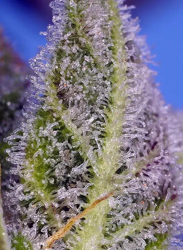 Permanent Marker XL Auto (Sweet Seeds)