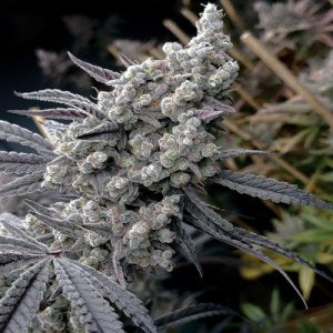 Pineapple Pucker (Solfire Gardens) feminisiert