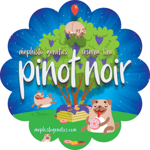 Pinot Noir Auto (Mephisto Genetics)