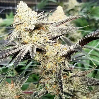 Platinum Scout V2 (In House Genetics) feminisiert