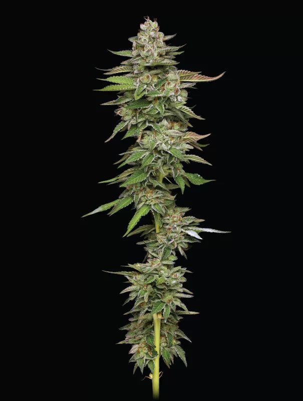 Poddy Mouth (Humboldt Seed Co.) feminisiert