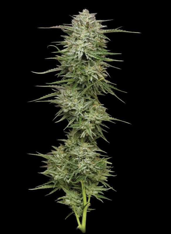 Pound Town Auto (Humboldt Seed Co.)