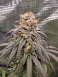 Blueberry Muffin (Humboldt Seed Co.) Feminized