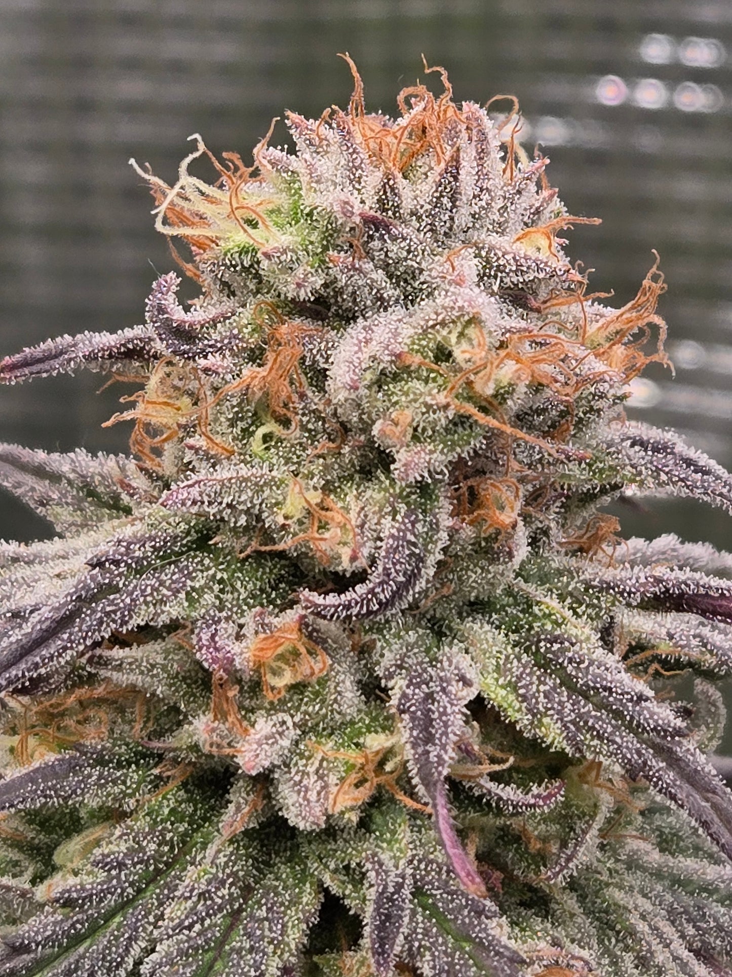 Blueberry Muffin (Humboldt Seed Co.) feminisiert