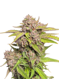 GMO Auto (MischSeeds) Cannabis Samen von MischSeeds