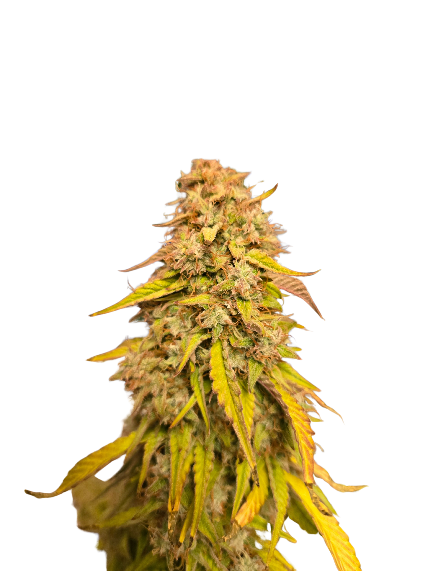 Mimosa Orange Auto (MischSeeds)