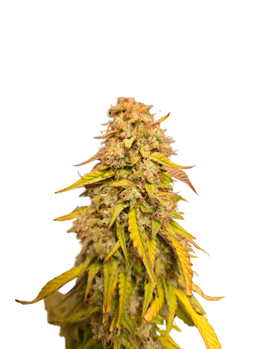 Mimosa Orange Auto (MischSeeds)