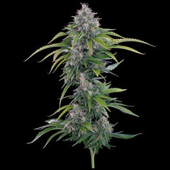 Rosetta Stone (Brothers Grimm Seeds) feminisiert Cannabis Samen von Brothers Grimm Seeds