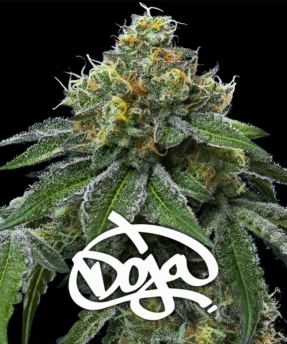 RS11 x Banana OG (Barneys Farm) feminisiert