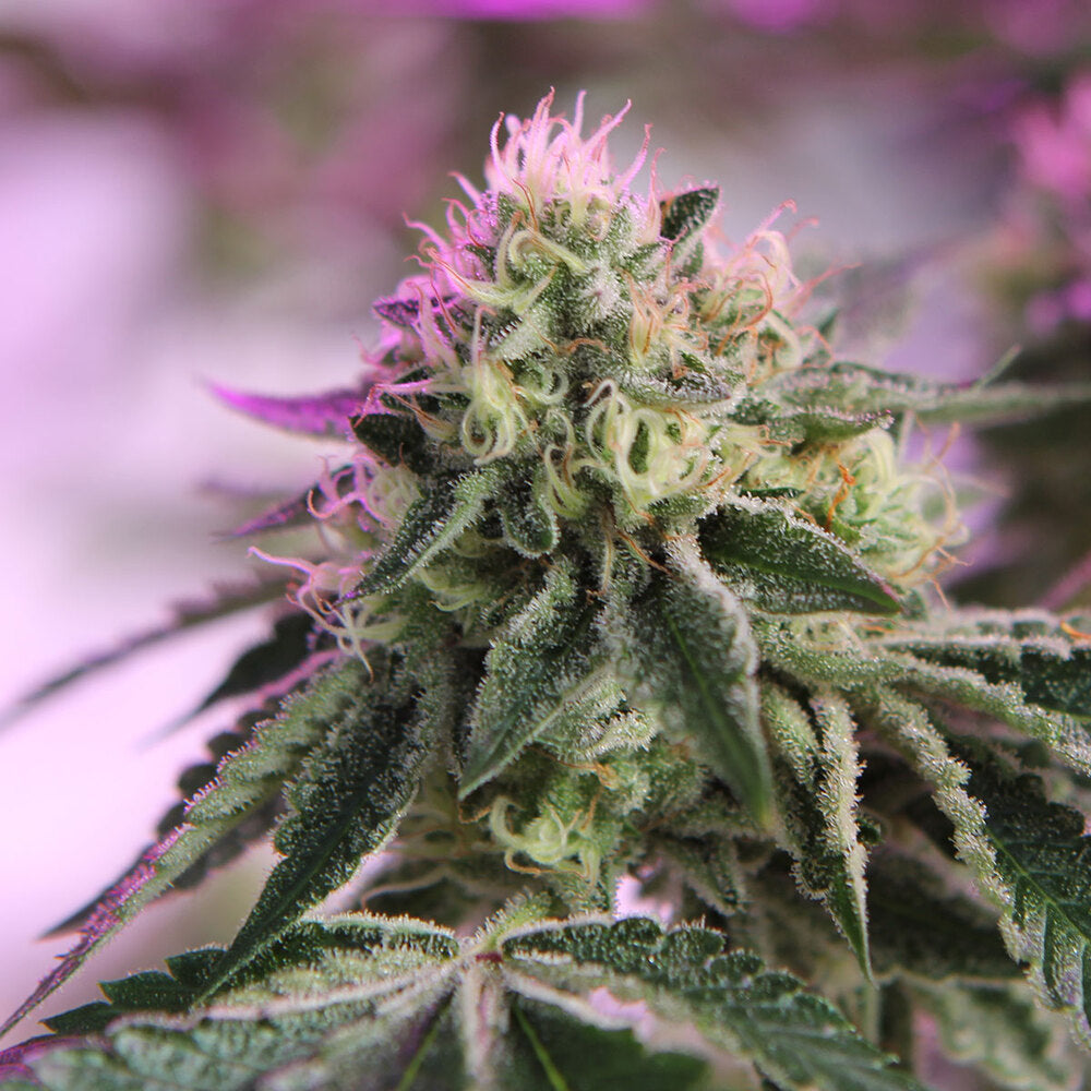 RS11 x Banana OG (Barneys Farm) feminisiert