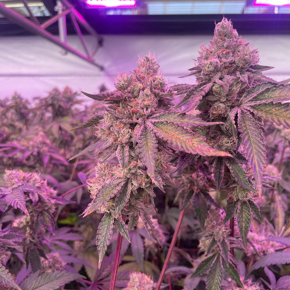 RS11 x Banana OG (Barneys Farm) feminisiert