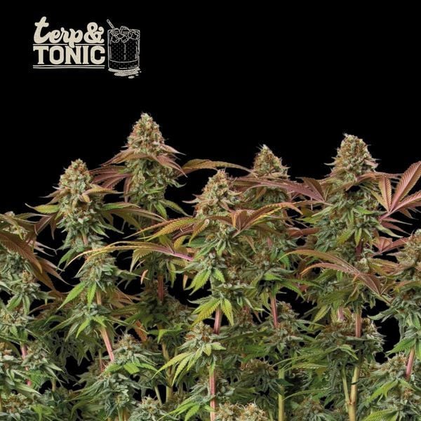 Terp & Tonic Auto (Seedstockers)