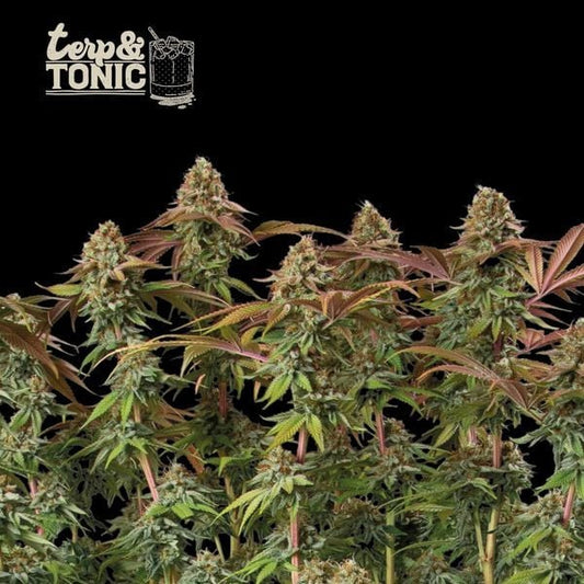 Terp & Tonic Auto (Seedstockers)