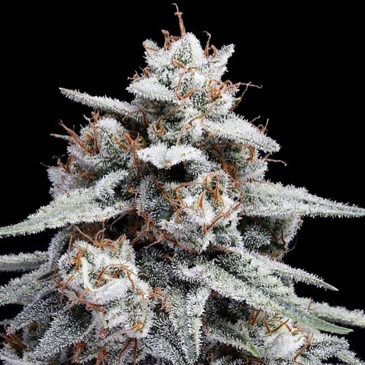 Skywalker Kush Auto (DNA Genetics)