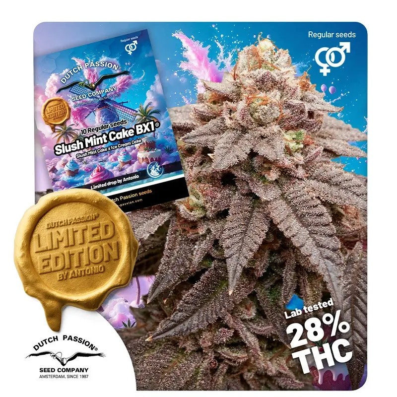 Slush Mint Cake BX1 (Dutch Passion) Regulär Cannabis Samen von Dutch Passion