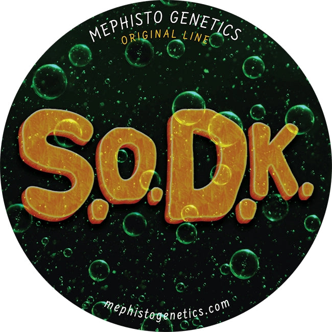 S.O.D.K Auto (Mephisto Genetics)