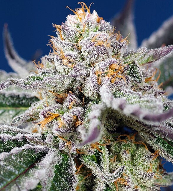 Orange Apricot Glue XL Auto (Sweet Seeds) Cannabis Samen von Sweet Seeds