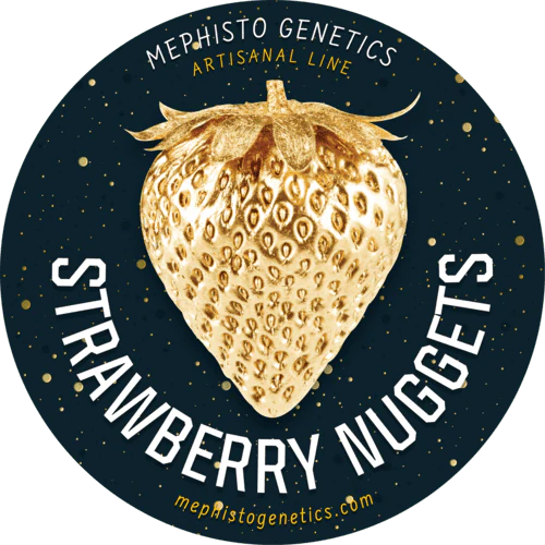 Strawberry Nuggets Auto (Mephisto Genetics)