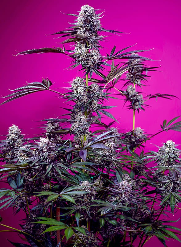 Studio 54 Stardust Auto (Sweet Seeds)