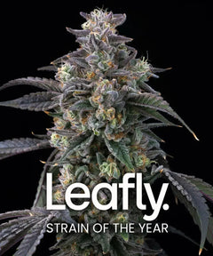 Super Boof (Barneys Farm) feminisiert Cannabis Samen von Barneys Farm